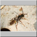 Nomada panzeri - Wespenbiene m01a 6-7mm - Sandgrube Niedringhaussee det.jpg